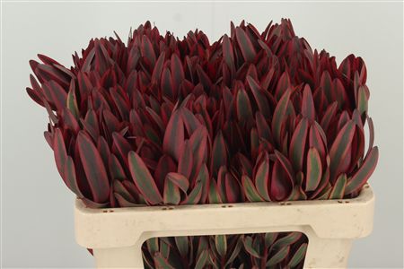 Leucadendron Jester Spray 50 cm – produkt Uviažto
