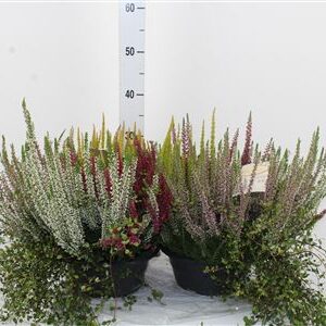 Vres Heide Mix Schaal – produkt Uviažto
