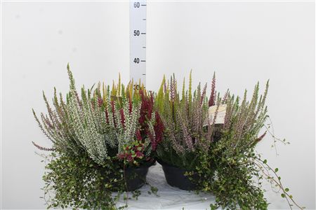 Vres Heide Mix Schaal Vres Heide Mix Schaal – produkt Uviažto