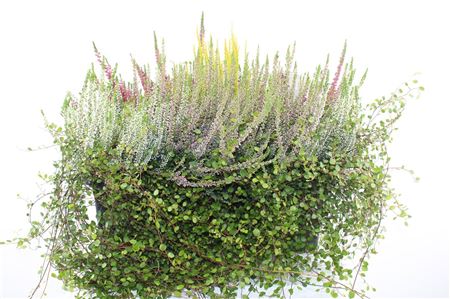 Vres Heide Mix Balkon Vres Heide Mix Balkon – produkt Uviažto