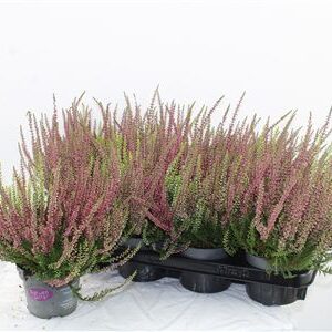 Vres Garden Girls Twin – produkt Uviažto