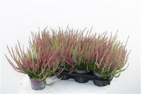 Vres Garden Girls Twin – produkt Uviažto