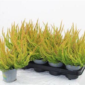 Vres Skyline Dallas – produkt Uviažto