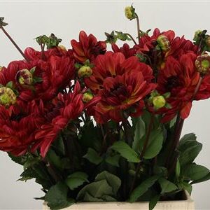 Dahlia Antibes 45 cm – produkt Uviažto