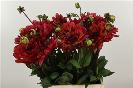 Dahlia Antibes 45 cm – produkt Uviažto