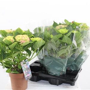 Hortenzia Mophead Mix 5+ – produkt Uviažto
