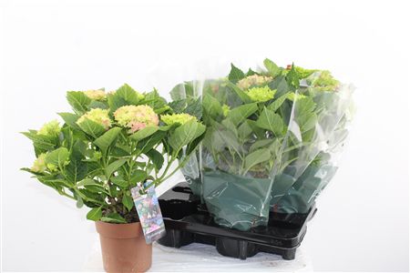 Hortenzia Mophead Mix 5+ Hortenzia Mophead Mix 5+ – produkt Uviažto