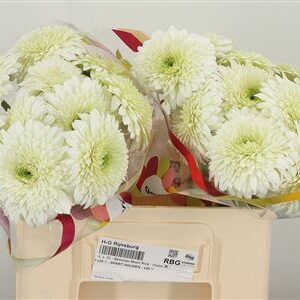 Gerbera Pom Moon Kick 50 cm – produkt Uviažto