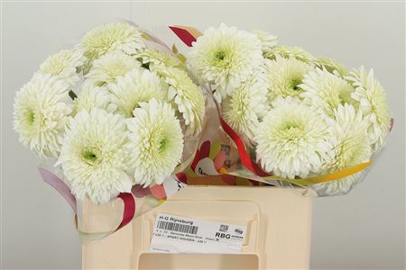 Gerbera Pom Moon Kick 50 cm – produkt Uviažto