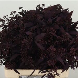 Popules Bes Dyed Aubergine 65 cm – produkt Uviažto