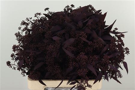 Popules Bes Dyed Aubergine 65 cm Popules Bes Dyed Aubergine 65 cm – produkt Uviažto