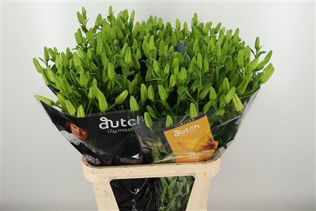 Ľalia Twinlife Gold 85 cm – produkt Uviažto