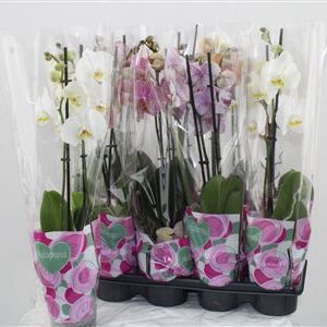 Orchidea Phalaenopsis Mix 1–2 stonky – produkt Uviažto
