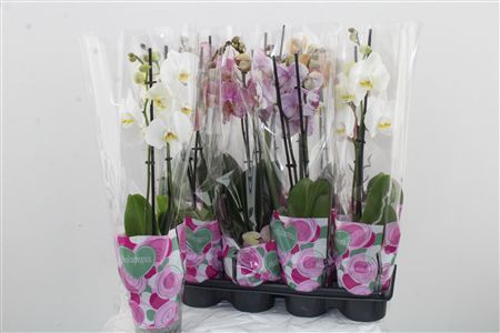 Orchidea Phalaenopsis Mix 1–2 stonky – produkt Uviažto