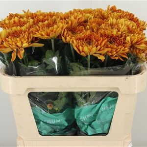 Chryzantéma Bellavista 70 cm – produkt Uviažto