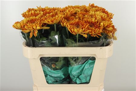 Chryzantéma Bellavista 70 cm – produkt Uviažto