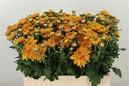Chryzantéma Tbu Gompie Brons 55 cm – produkt Uviažto
