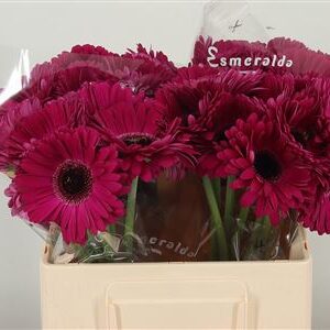 Gerbera Aladin 50 cm – produkt Uviažto