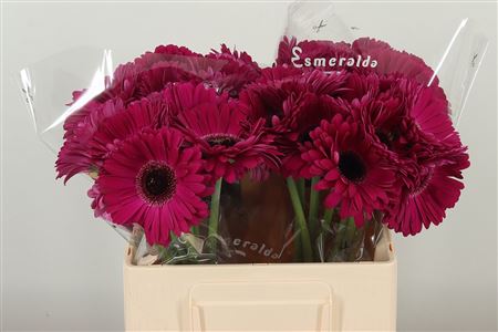 Gerbera Aladin 50 cm – produkt Uviažto