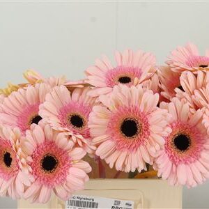 Gerbera Alliance 50 cm – produkt Uviažto