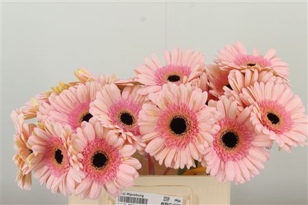 Gerbera Alliance 50 cm – produkt Uviažto