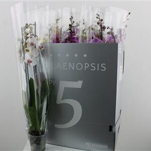 Orchidea Phalaenopsis Mix 4 stonky – produkt Uviažto