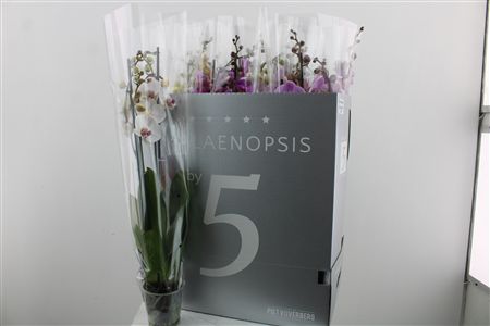 Orchidea Phalaenopsis Mix 4 stonky Orchidea Phalaenopsis Mix 4 stonky – produkt Uviažto