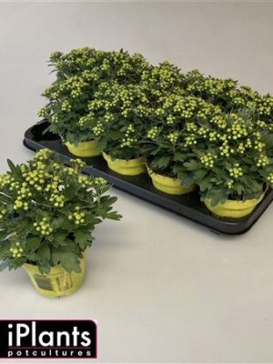 Ajania Pacifica Pacific Yellow – produkt Uviažto
