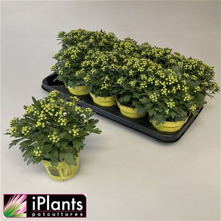 Ajania Pacifica Pacific Yellow Ajania Pacifica Pacific Yellow – produkt Uviažto