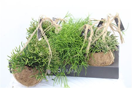 Kokodama Rhipsalis Mix Kokodama Rhipsalis Mix – produkt Uviažto