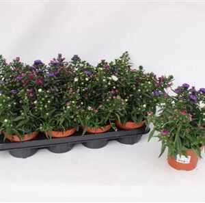 Aster Showmaker Tricolor – produkt Uviažto