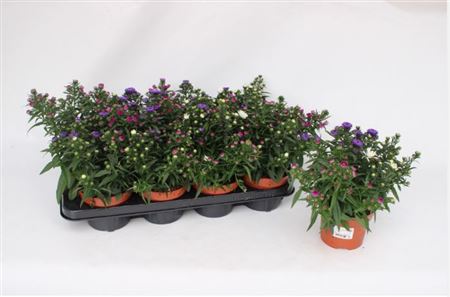 Aster Showmaker Tricolor Aster Showmaker Tricolor – produkt Uviažto