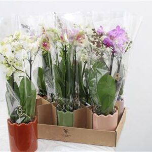 Orchidea Phalaenopsis Mix 2 stonky Curve Ceramic – produkt Uviažto