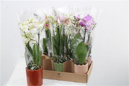 Orchidea Phalaenopsis Mix 2 stonky Curve Ceramic Orchidea Phalaenopsis Mix 2 stonky Curve Ceramic – produkt Uviažto