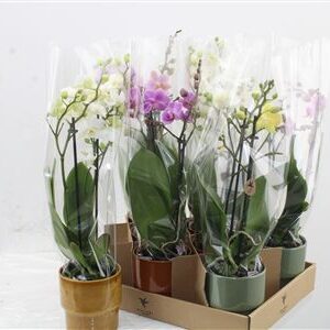 Orchidea Phalaenopsis Mix 2 stonky Timeless Ceramic – produkt Uviažto