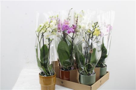 Orchidea Phalaenopsis Mix 2 stonky Timeless Ceramic Orchidea Phalaenopsis Mix 2 stonky Timeless Ceramic – produkt Uviažto