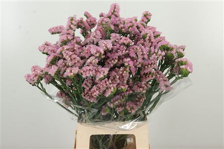 Limonium S Pretty Wings 65 cm Limonium S Pretty Wings 65 cm – produkt Uviažto
