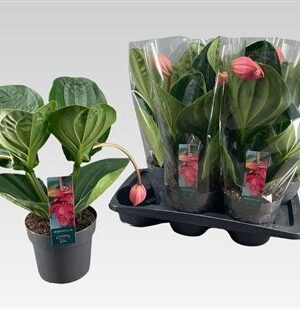 Medinilla Flamenco 2+ – produkt Uviažto
