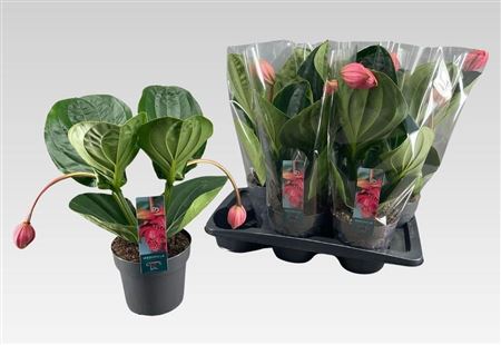 Medinilla Flamenco 2+ – produkt Uviažto