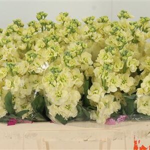 Matthiola Impala Yellow 58 cm – produkt Uviažto