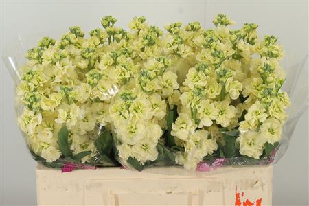 Matthiola Impala Yellow 58 cm Matthiola Impala Yellow 58 cm – produkt Uviažto