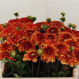 Dahlia American Sunset 55 cm – produkt Uviažto