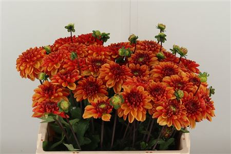 Dahlia American Sunset 55 cm – produkt Uviažto