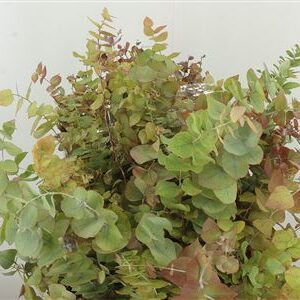 Cynerea Autumn Natural 70 cm – produkt Uviažto