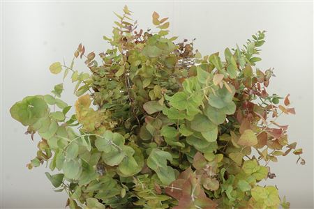 Cynerea Autumn Natural 70 cm – produkt Uviažto