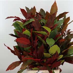 Kastanje Dyed Autumn 80 cm – produkt Uviažto