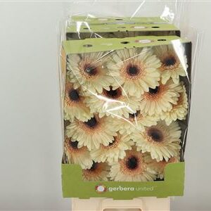 Gerbera Eclair 50 cm – produkt Uviažto