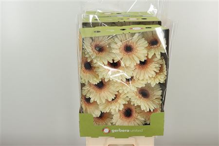 Gerbera Eclair 50 cm Gerbera Eclair 50 cm – produkt Uviažto