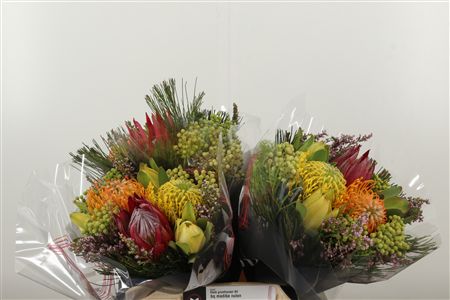 Protea Bqt Madiba Leuco 40 cm Protea Bqt Madiba Leuco 40 cm – produkt Uviažto