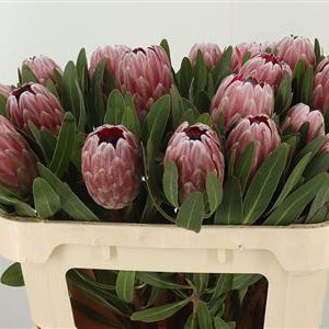 Protea Pink Ice 70 cm – produkt Uviažto